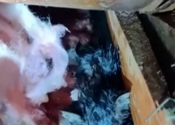 Kitten rescued after Mississippi tornado