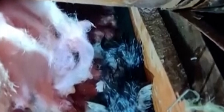 Kitten rescued after Mississippi tornado
