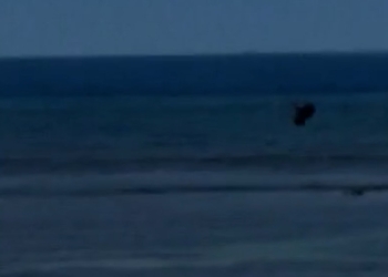 Man throws rock at endangered monk seal in Maui