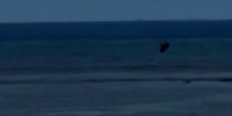 Man throws rock at endangered monk seal in Maui