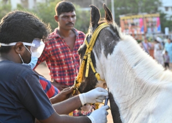 Nearly 200 samples from joyride horses in Chennai sent to Haryana to test for glanders