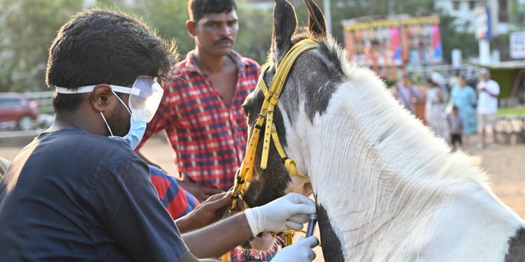 Nearly 200 samples from joyride horses in Chennai sent to Haryana to test for glanders
