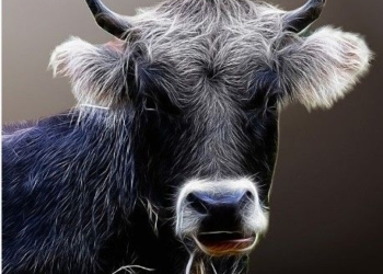 Ox forecast for 2026: Avoid disputes, value harmony