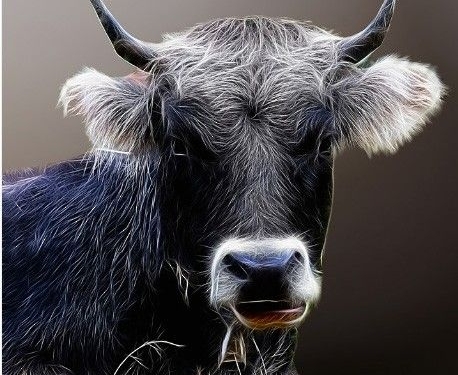 Ox forecast for 2026: Avoid disputes, value harmony