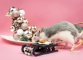 Rats in 2026: Love luck may not translate to career success