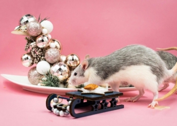 Rats in 2026: Love luck may not translate to career success