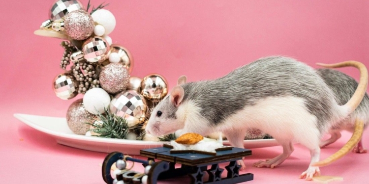 Rats in 2026: Love luck may not translate to career success