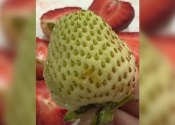 'Snow White': Growing popularity of rare white strawberries