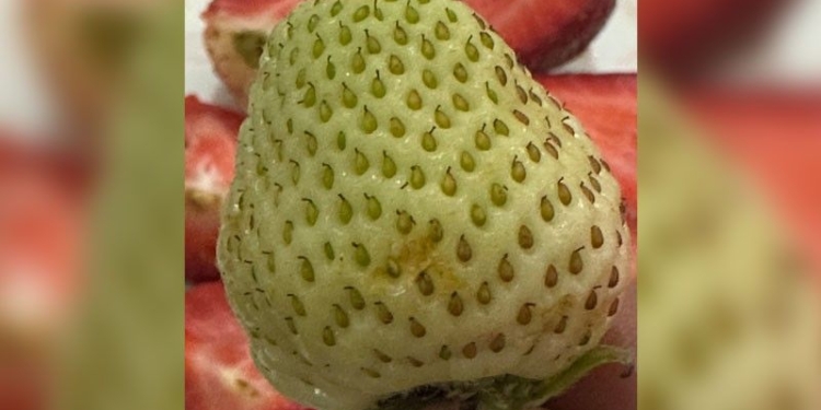 'Snow White': Growing popularity of rare white strawberries