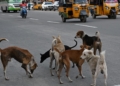 Supreme Court allows for euthanasia of ‘rabid and dangerous dogs’, refuses to recall directions to remove stray dogs from public institutions