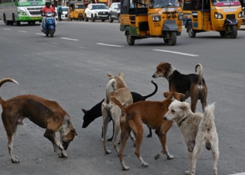 Supreme Court allows for euthanasia of ‘rabid and dangerous dogs’, refuses to recall directions to remove stray dogs from public institutions