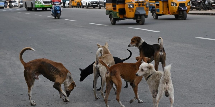 Supreme Court allows for euthanasia of ‘rabid and dangerous dogs’, refuses to recall directions to remove stray dogs from public institutions