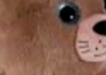 Viral sea lion ‘Chonkers’ gets lookalike stuffed animal