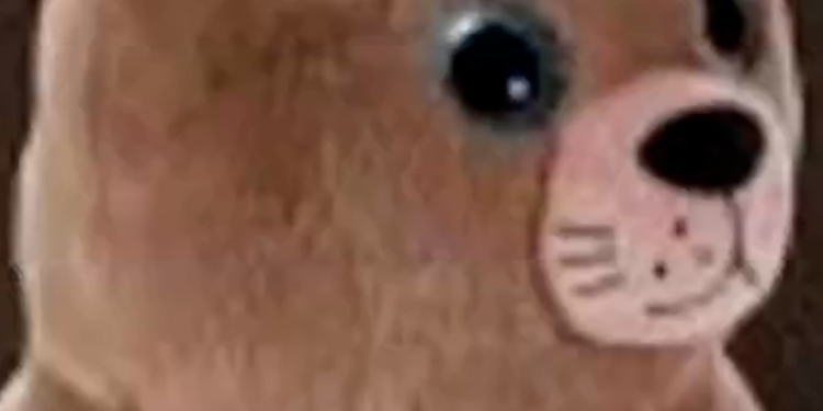 Viral sea lion ‘Chonkers’ gets lookalike stuffed animal
