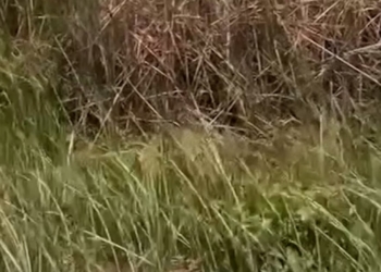 Wildfire rips through Florida Everglades